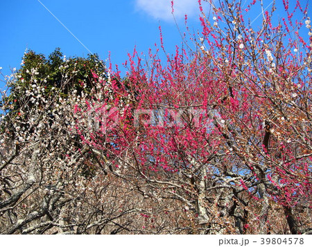 筑波梅林 39804578