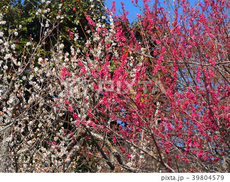 筑波梅林 39804579