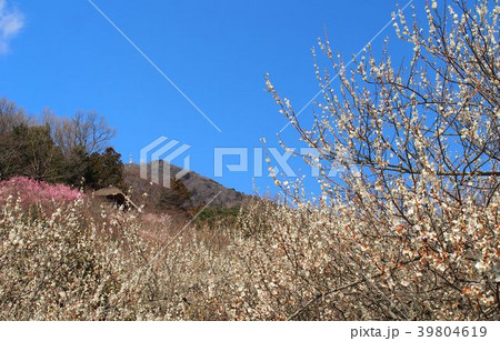 筑波梅林 39804619