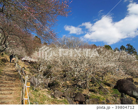 筑波梅林 39804712