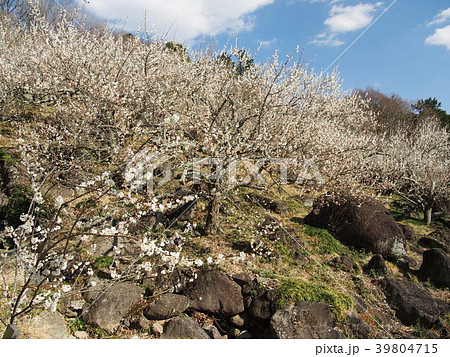 筑波梅林 39804715