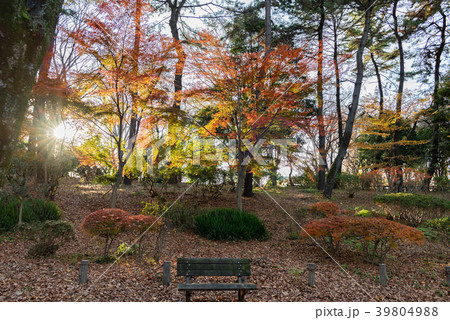 石神井公園 39804988