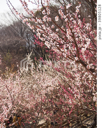 筑波梅林 筑波梅林 39805128