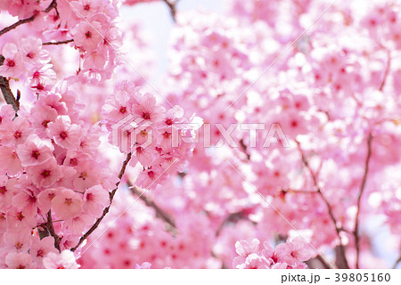 満開の紅色の桜 満開の紅色の桜 39805160