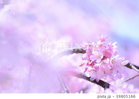 紅色の桜のクローズアップ 39805166