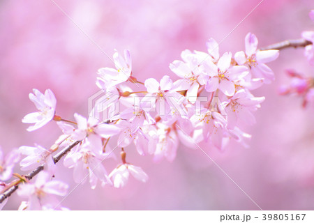 紅色の桜のクローズアップ 39805167