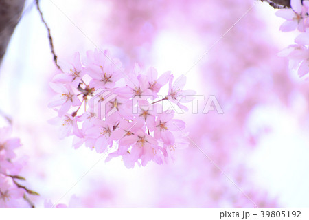 紅色の枝垂れ桜のクローズアップ 39805192