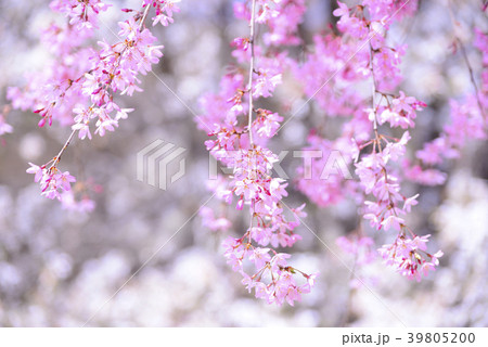 紅色の枝垂れ桜 紅色の枝垂れ桜 39805200
