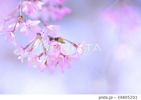 紅色の枝垂れ桜のクローズアップ 39805201