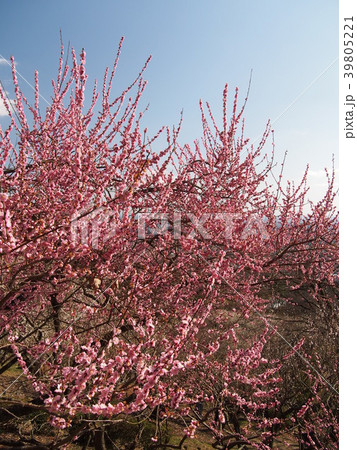 筑波梅林 筑波梅林 39805221