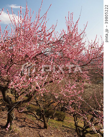 筑波梅林 39805222