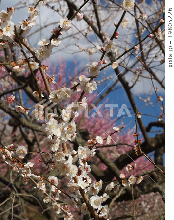 筑波梅林 39805226