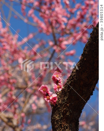 筑波梅林 39805314