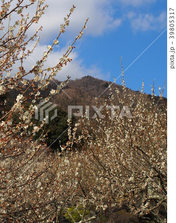 筑波梅林 39805317