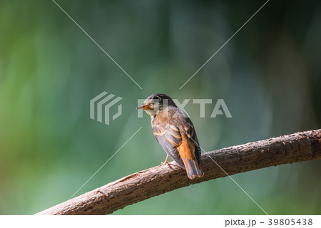 Bird (Ferruginous Flycatcher) in nature wild Bird (Ferruginous Flycatcher) in nature wild 39805438