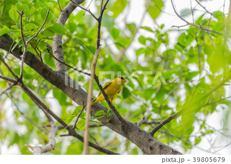 Bird (Black-Naped Oriole) in a nature wild Bird (Black-Naped Oriole) in a nature wild 39805679