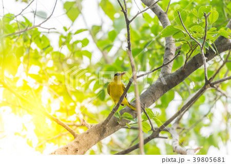 Bird (Black-Naped Oriole) in a nature wild 39805681