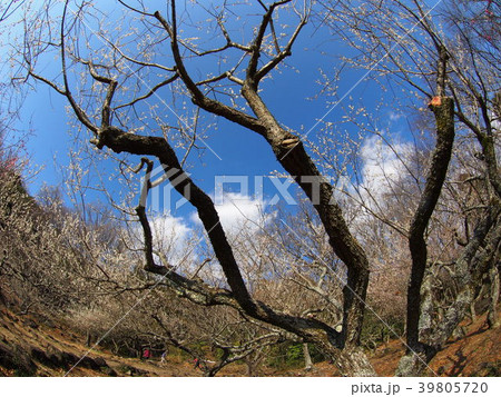 筑波梅林 筑波梅林 39805720