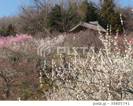 筑波梅林 筑波梅林 39805741