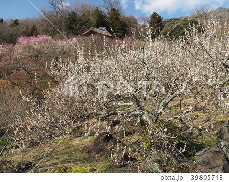 筑波梅林 筑波梅林 39805743