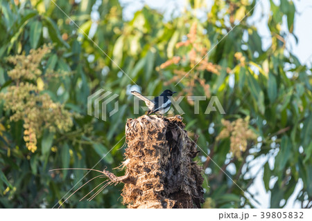 Bird (Oriental magpie-robin) in a nature wild Bird (Oriental magpie-robin) in a nature wild 39805832