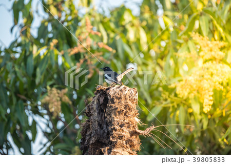 Bird (Oriental magpie-robin) in a nature wild 39805833