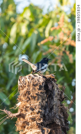 Bird (Oriental magpie-robin) in a nature wild 39805834