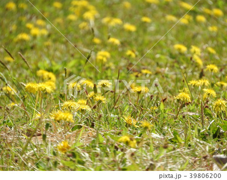 画面いっぱいに咲き誇るタンポポの花 画面いっぱいに咲き誇るタンポポの花 39806200