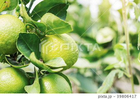 Lemon with sunlight. 39806417