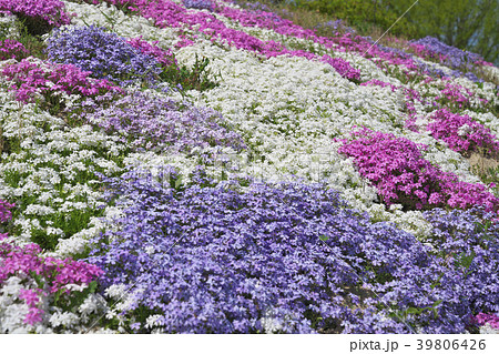 芝桜 39806426