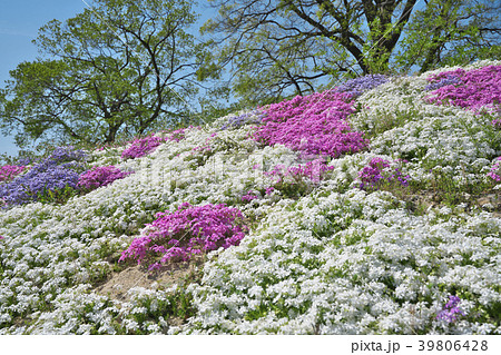 芝桜 39806428