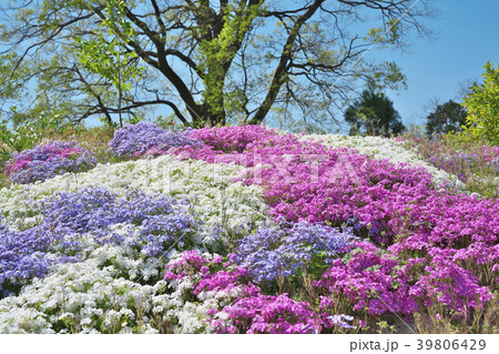 芝桜 芝桜 39806429