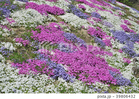 芝桜 39806432