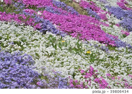 芝桜 39806434