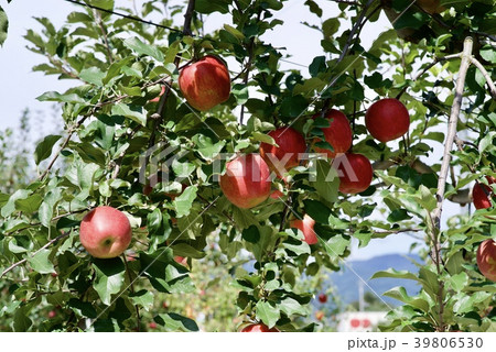 リンゴの果実がなりました リンゴの果実がなりました 39806530