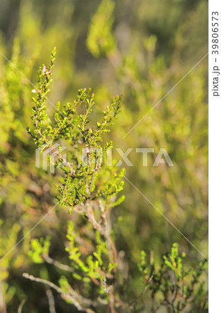 Heathers in forest 39806573