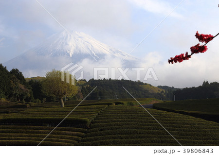 富士山と茶畑 (静岡県富士市 大淵笹場) 富士山と茶畑 (静岡県富士市 大淵笹場) 39806843