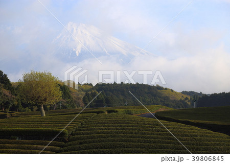 富士山と茶畑　(静岡県富士市　大淵笹場) 39806845