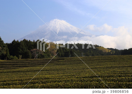 富士山と茶畑 (静岡県富士市 大淵笹場) 富士山と茶畑 (静岡県富士市 大淵笹場) 39806856
