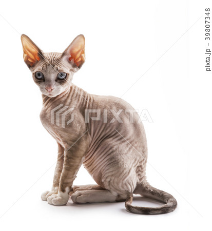 Kitten Devon rex on white background Kitten Devon rex on white background 39807348