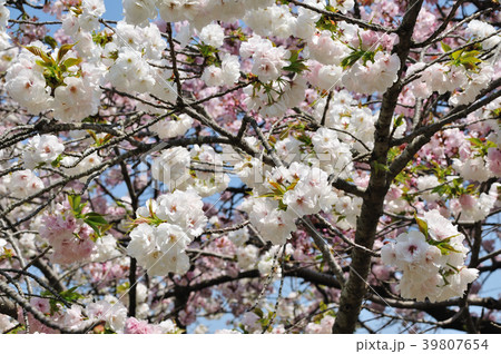 八重桜(白妙) 八重桜(白妙) 39807654