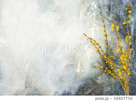 Forsythia blossoming twigs Spring flowers wall Forsythia blossoming twigs Spring flowers wall 39807750