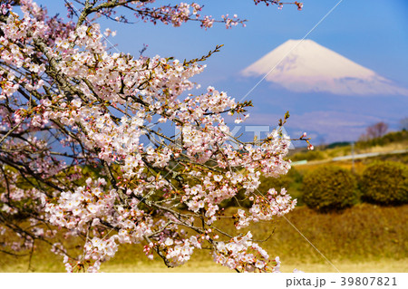 （静岡県）桜咲く山中城址公園　富士山 39807821