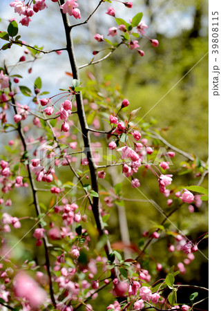 ハナカイドウ 39808115