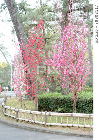 ハナモモ ハナモモ 39808117