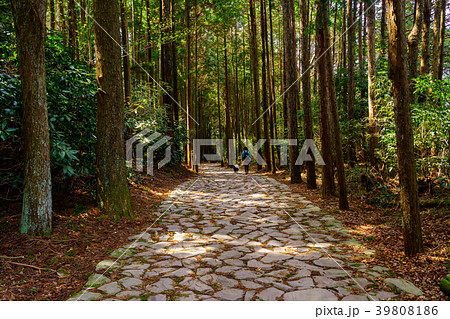 （静岡県）山中城址付近の箱根旧街道石畳 39808186