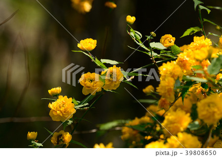 山吹の花 39808650