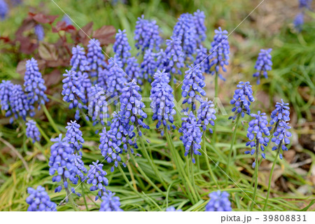 ムスカリ ムスカリ 39808831