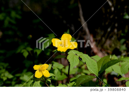 ヤマブキソウ 39808840