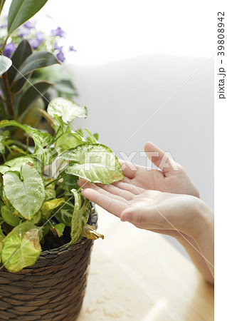 園芸 成長 花 39808942